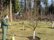 Чим обприскати дерева восени, щоб врятувати сад від парші та&nbsp;гнилі на&nbsp;весь сезон