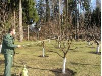 Обработка сада осенью остановит развитие парши и плодовой гнили, фото из открытых источников