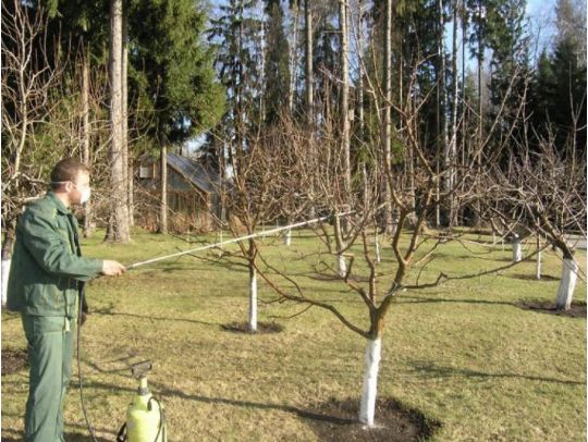 Обробка саду восени зупинить розвиток парші та плодової гнилі, фото з відкритих джерел