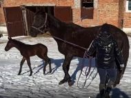 Кони, пережившие обстрелы, дарят новую жизнь: в&nbsp;Николаеве появилось первое потомство у&nbsp;эвакуированных из&nbsp;Запорожья животных