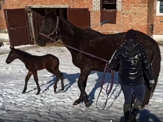 Альба и Акуба