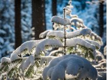Прогноз погоди на 18 лютого. Фото Pixabay
