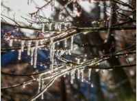 Початок березня буде в Україні теплим, фото з відкритих джерел