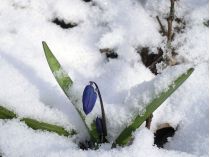 Весна вже відчувається у всьому, фото з відкритих джерел