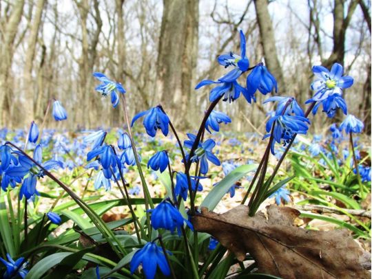 Березнева енергія стає відчутнішою, особливо на природі, фото соцмережі