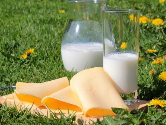 Молочные продукты. Фото Pixabay