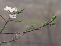Обрезку вишни нужно делать осенью и весной, фото из открытых источников