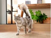 Котик