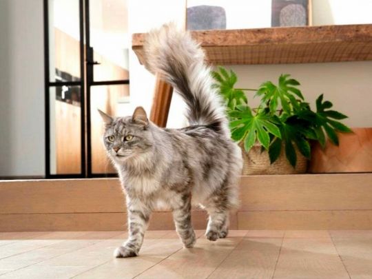 Котик