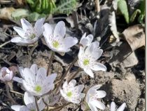 Остання п'ятниця березня буде теплою, фото з відкритих джерел