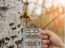 Березовий сік
