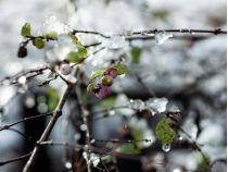 Весняні заморозки можуть вплинути на врожай фруктів, фото з відкритих джерел