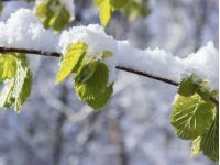 Місцями очікується сніг, фото з відкритих джерел