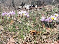 Гороскоп на 8 квітня, фото інтернет