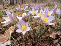 Тепло варто очікувати наприкінці місяця, фото соцмережі