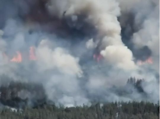 На Чернігівщині, Сумщині та Харківщині горять ліси, фото скриншот відео