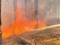 Пожежа у Чорнобильській зоні&nbsp;— Фото: ДСНС Київщини