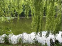 Голосіївський парк, фото https://www.facebook.com/tala.didenko