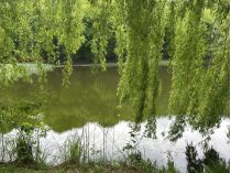 Голосіївський парк, фото https://www.facebook.com/tala.didenko