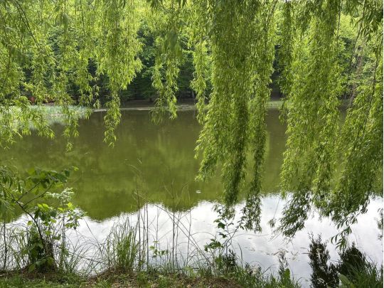 Голосіївський парк, фото https://www.facebook.com/tala.didenko