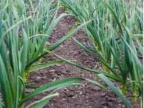Как ухаживать за озимым чесноком весной