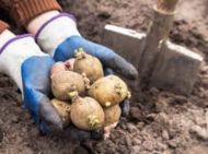 Урожая картофеля не&nbsp;ждите: четыре распространенные ошибки огородников