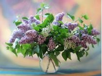 Як зберегти бузок свіжим у вазі до тижня: що додати у воду