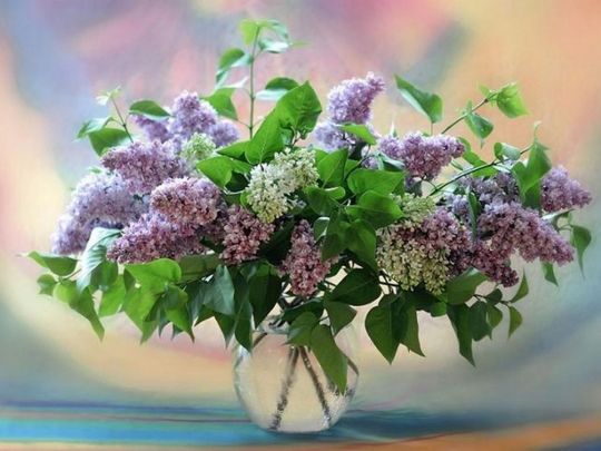 Як зберегти бузок свіжим у вазі до тижня: що додати у воду
