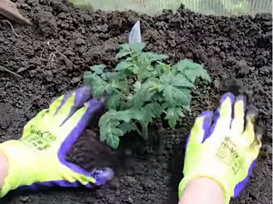 Посадка розсади помідорів у ґрунт
