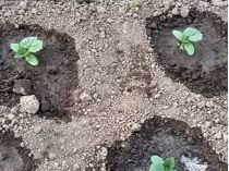 підживлення для огірків
