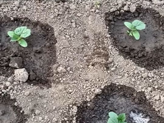 подкормка для огурцов