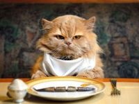 Ці продукти можуть повільно вбивати вашого кота: що категорично не можна давати улюбленцю