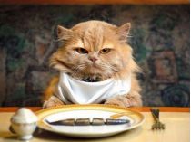 Эти продукты могут постепенно убивать вашего кота: что категорически нельзя давать питомцу