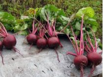 Как вырастить большую и сладкую свеклу