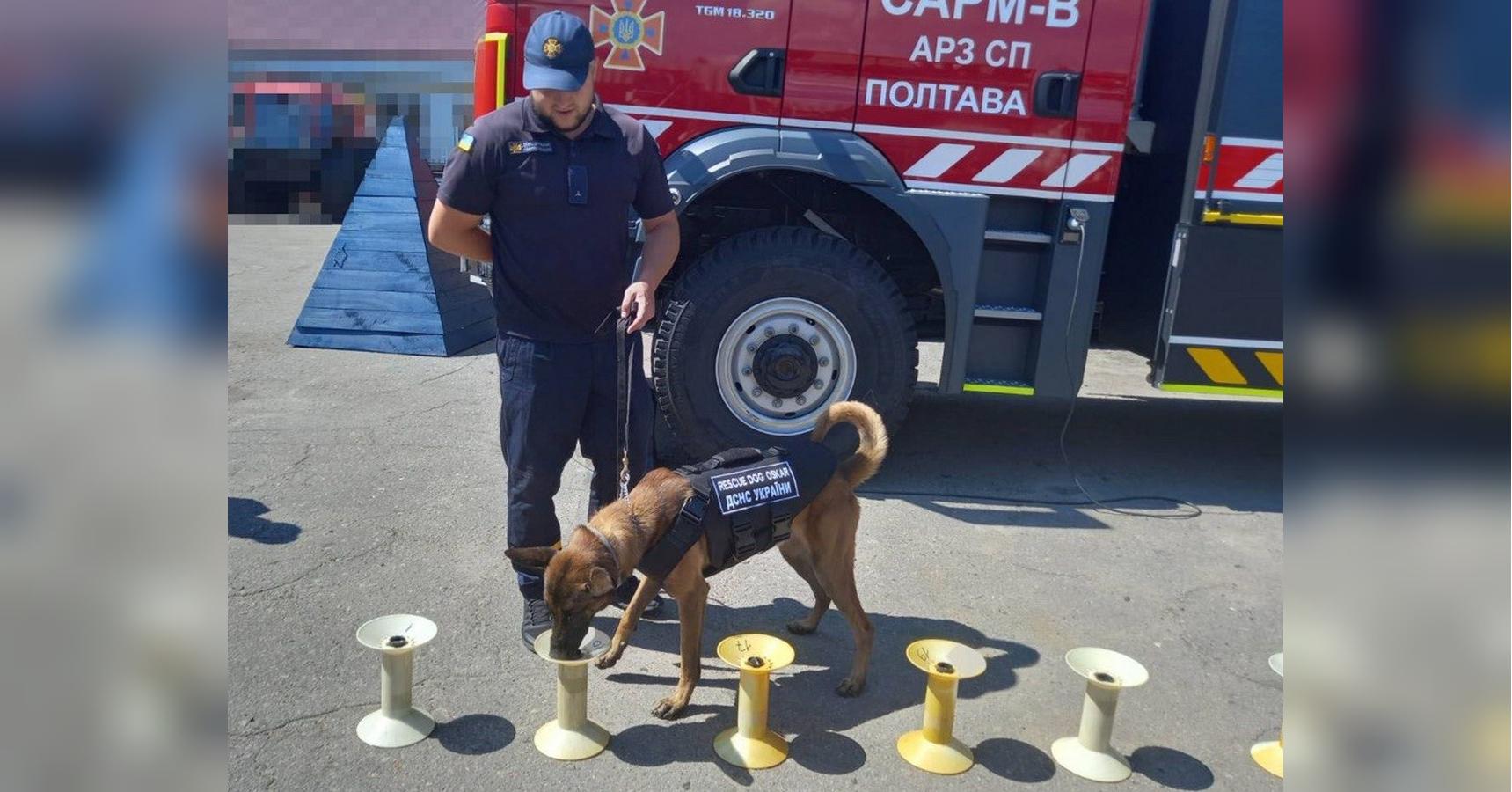 Команди розуміє лише англійською: полтавським рятувальникам допомагатиме пес Оскар, який народився у Камбоджі