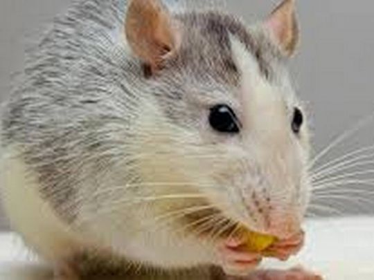 Крысы даже носа не сунут: какой запах заставляет их убегать без химии и ловушек