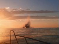 Російські безпілотники атакували цивільні суда у Чорному морі, фото з відкритих джерел