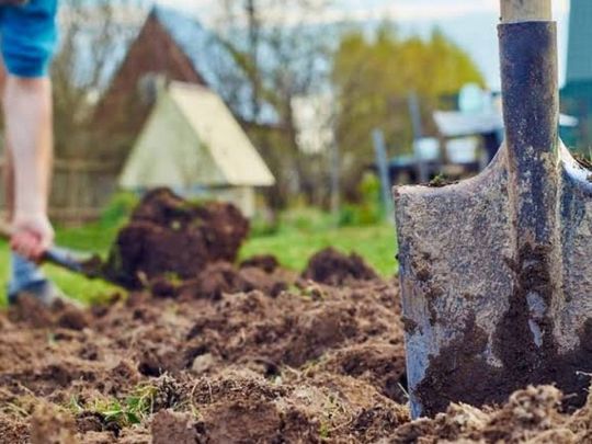 Українці можуть втратити землю: хто ризикує залишитися без паю