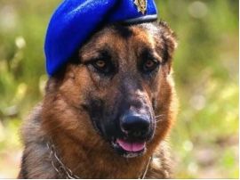 Пес Ральф переніс унікальну операцію