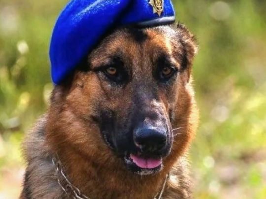 Пес Ральф переніс унікальну операцію