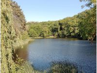Голосіївський парк, фото соцмережі