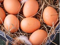 Хранение яиц. Фото из открытых источников