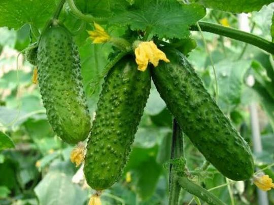 Як захистити огірки від спеки, чим поливати та підживляти