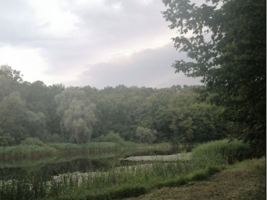 Голосеевский парк, фото соцсети