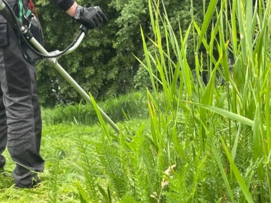 Штраф до 1700 гривень: українців попередили через бур'яни біля будинку