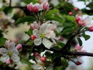 Какие растения нельзя сажать рядом с&nbsp;фруктовыми деревьями