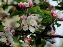 Які рослини шкодять плодовим деревам