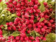 Почему растрескивается редис и&nbsp;как избежать этого при выращивании овоща