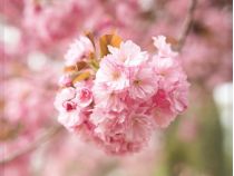 Сакура, фото из открытых источников