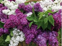 Бузок без секретів: чому правильний догляд важливий для цвітіння